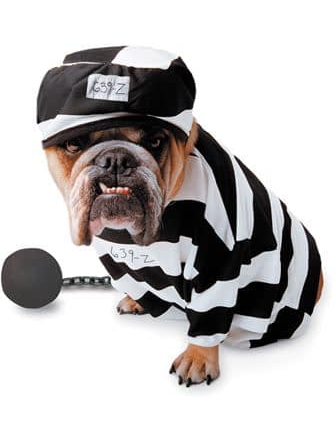 Карнавальный костюм для собаки -заключенного