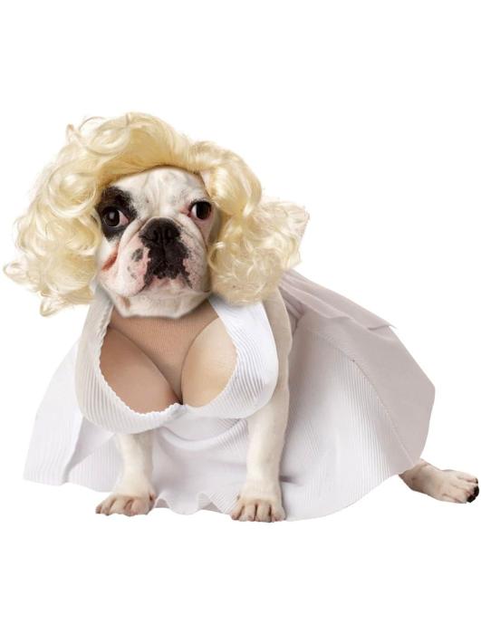 Костюм для животного Серебряная Старлет